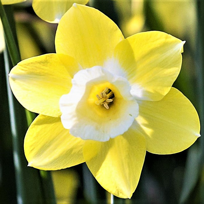 Narcissus Avalon