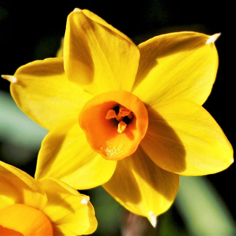 Narcissus Baby Boomer