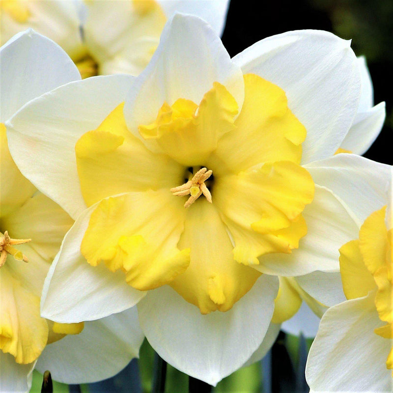 Narcissus Bella Estrella