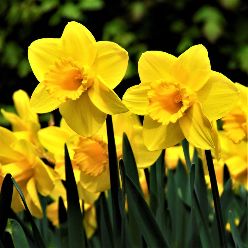 Narcissus Gulf Coast Daffodil Collection