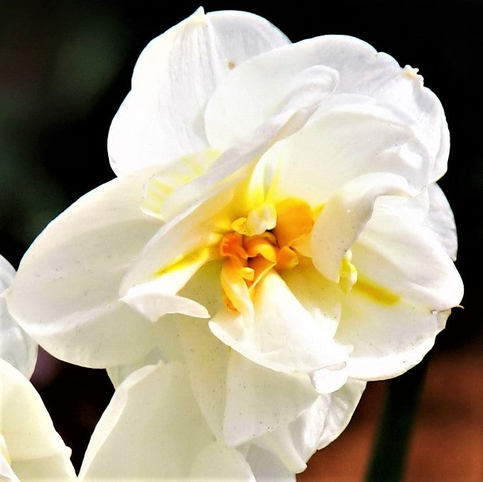 Narcissus Cheerfulness