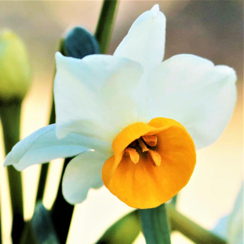 Narcissus Chinese Sacred Lily