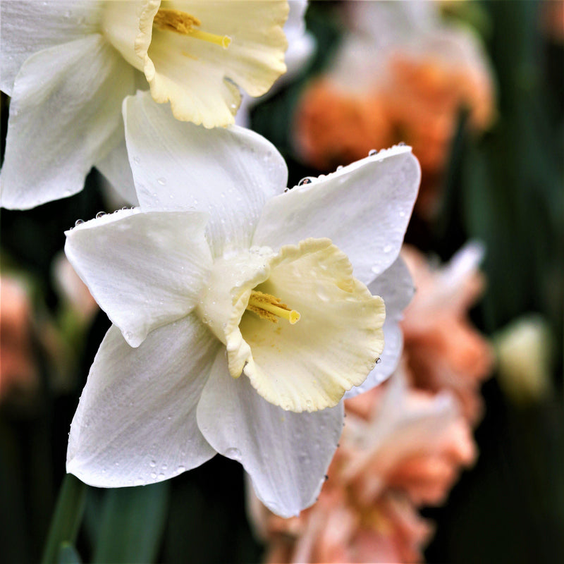 Narcissus Mount Hood