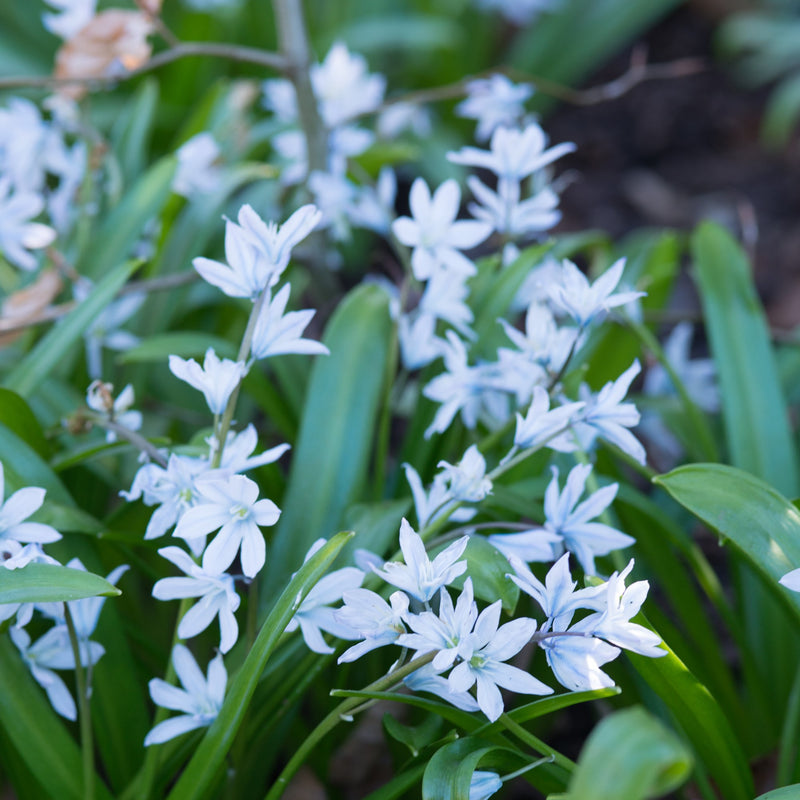 Scilla Persian Squill