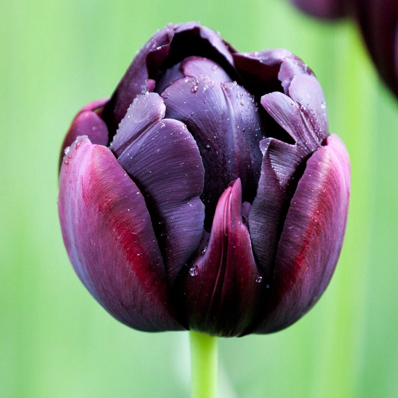 Tulip Black Hero