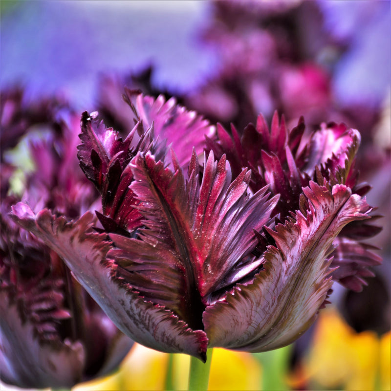 Tulip Black Parrot