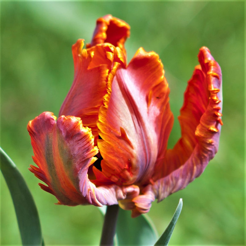 Tulip Blumex