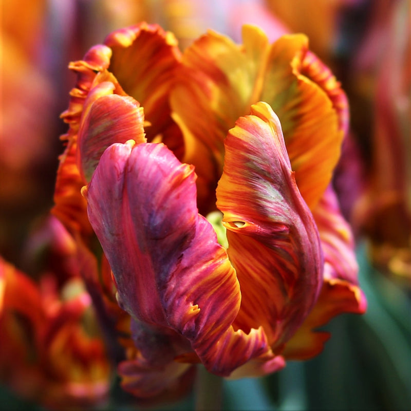 Tulip Blumex