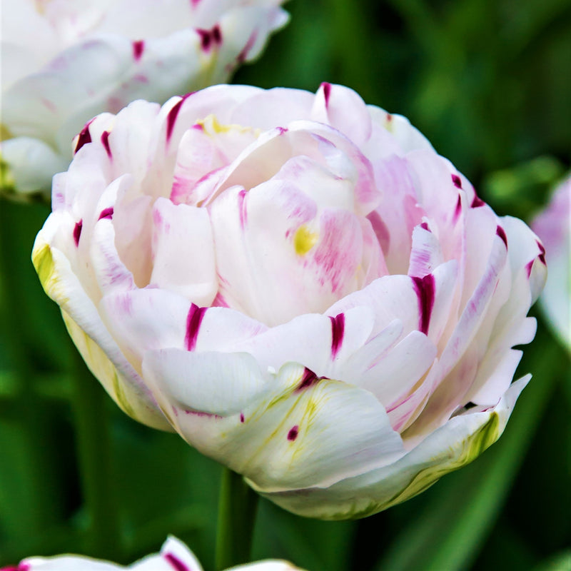 Tulip Danceline