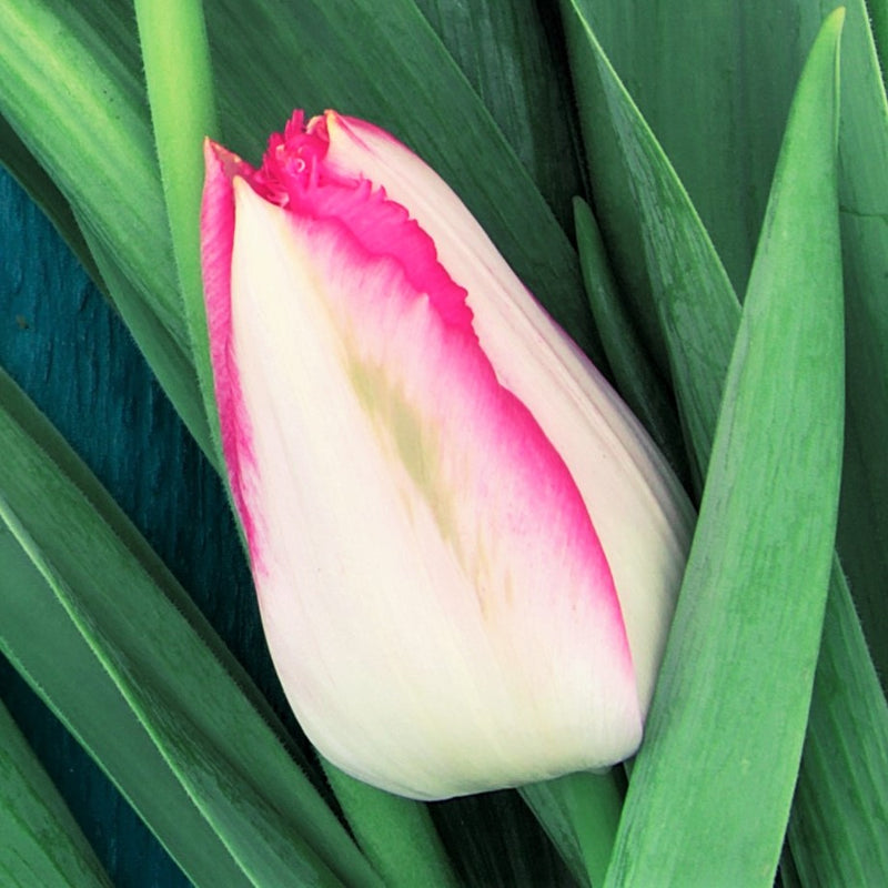 Tulip Judith Leyster