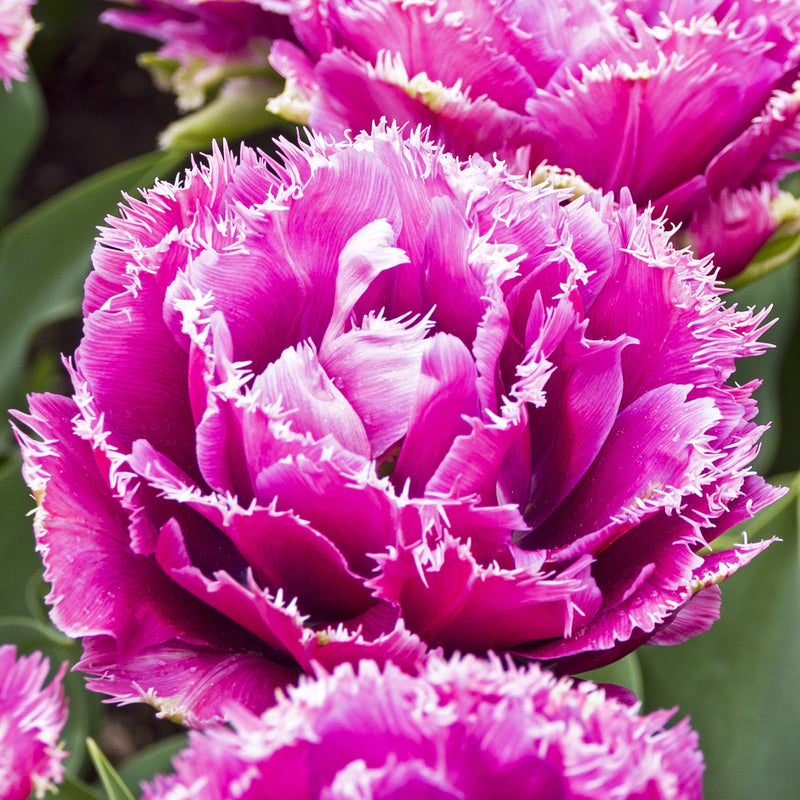 Tulip Mascotte (Fringed)