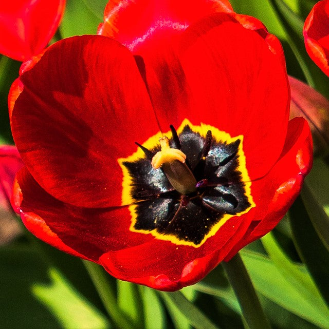 Tulip Red Parade