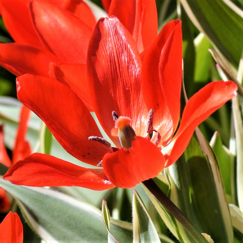 Tulip Praestans Unicum