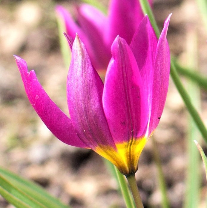 Tulip Pulchella Violacea