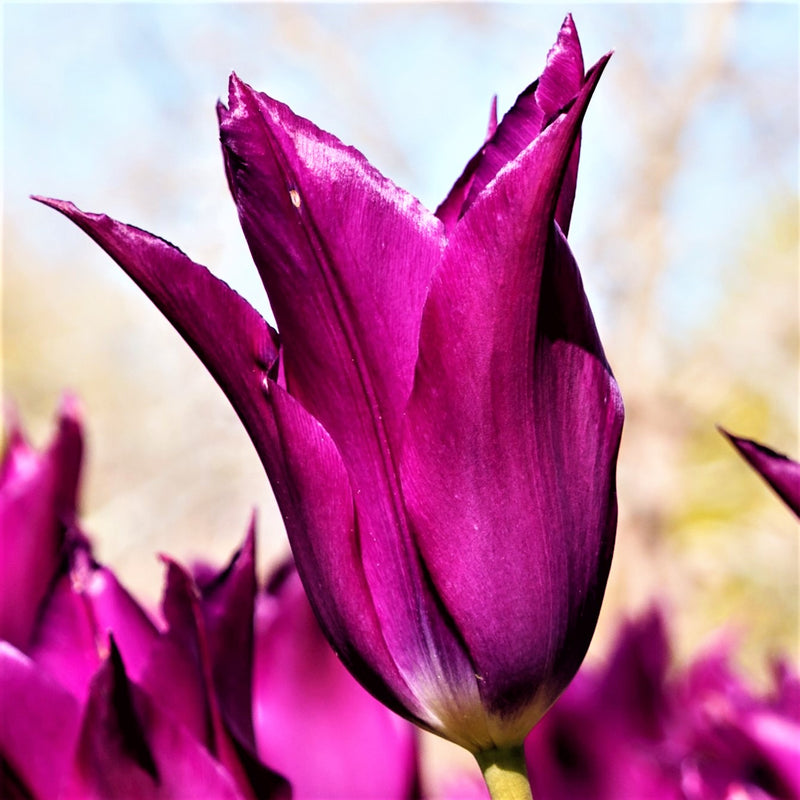 Tulip Purple Dream