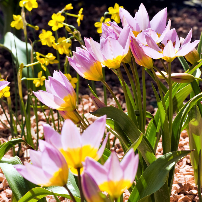 Tulip Saxatilis