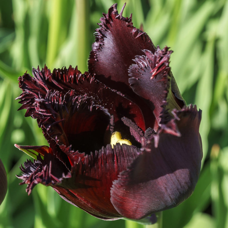 Tulip Vincent Van Gogh (Fringed)