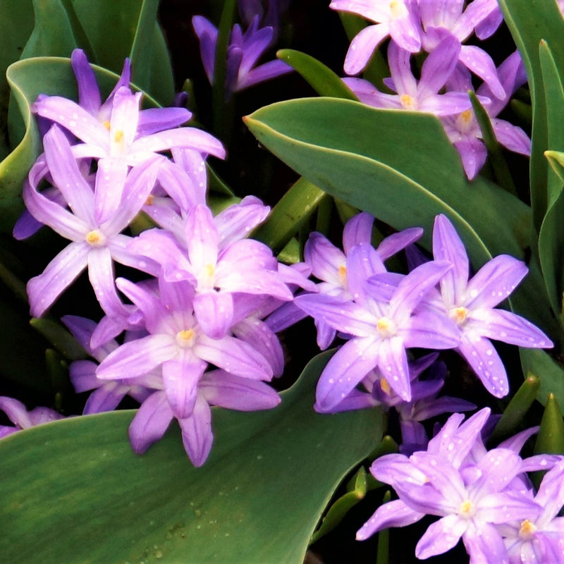 Chionodoxa Pink Giant