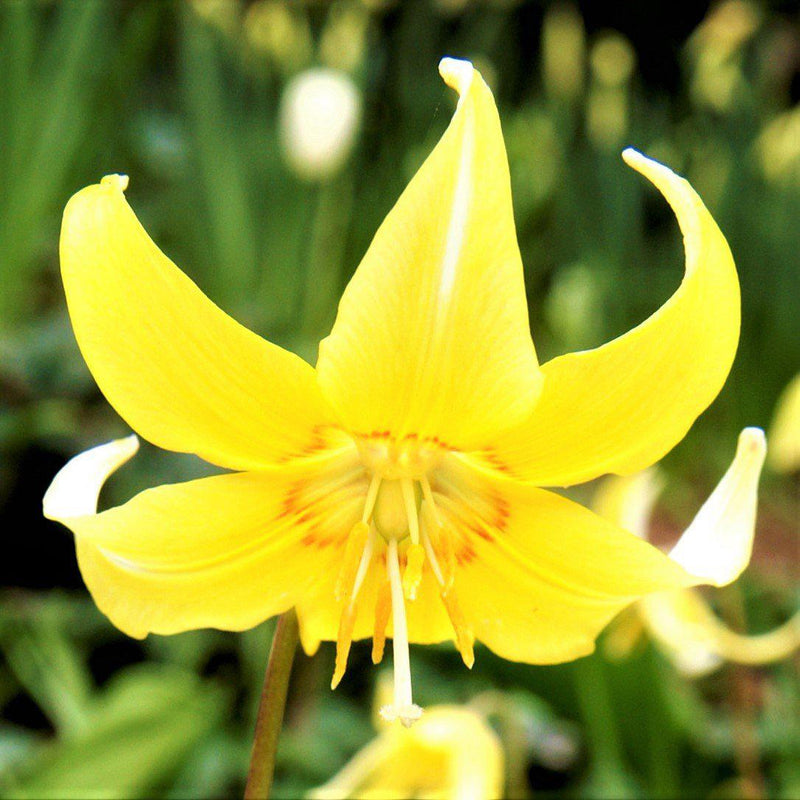 Erythronium Pagoda (Dog Tooth Violet)