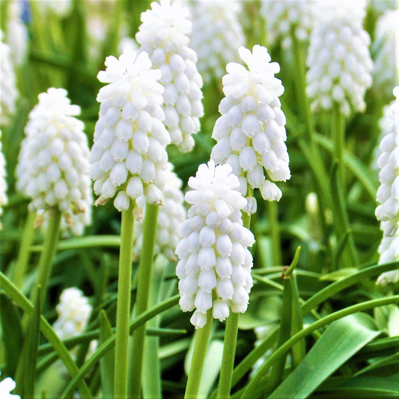 Grape Hyacinth Siberian Tiger