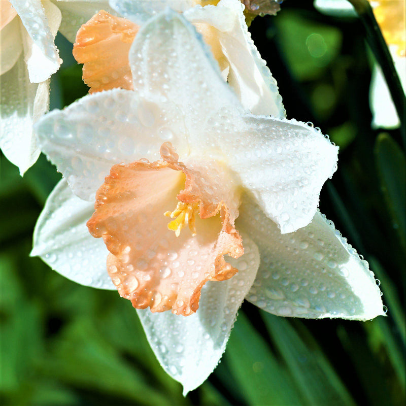 Narcissus Easter Bonnet