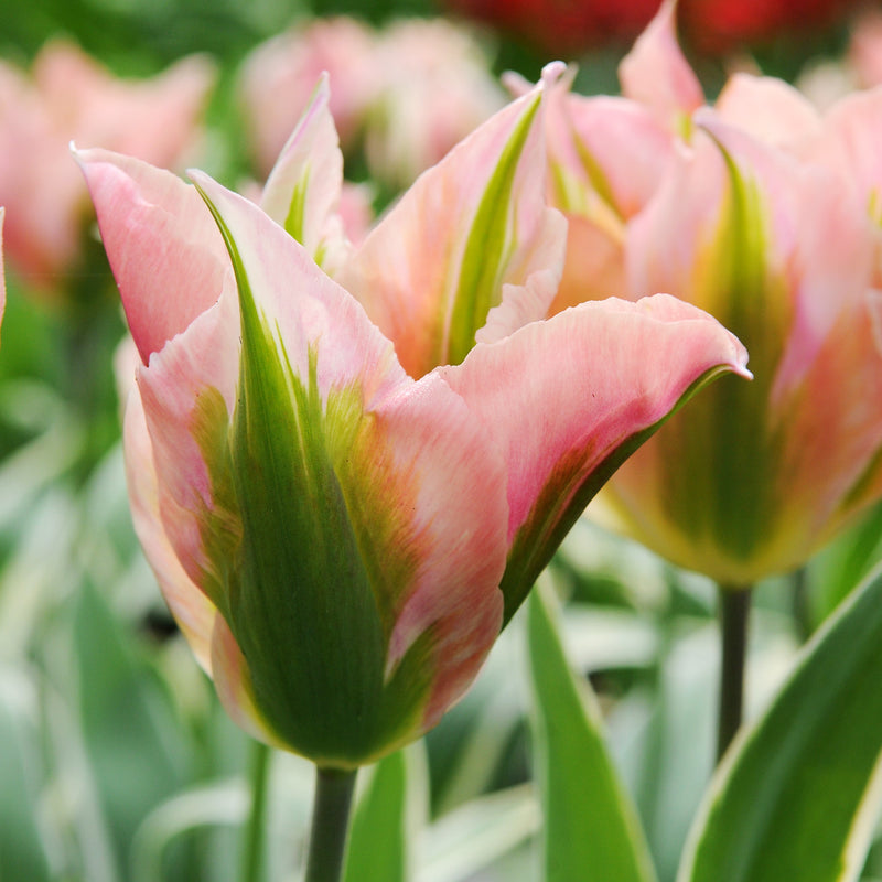 Tulip China Town