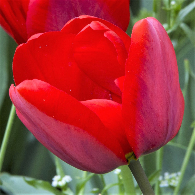 Tulip Couleur Cardinal