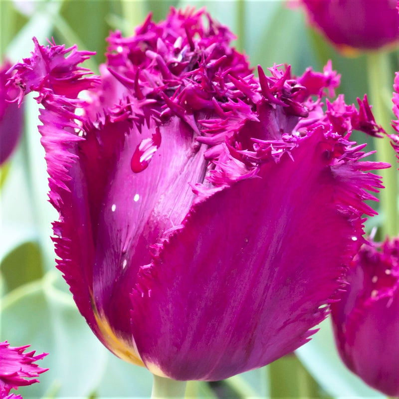 Tulip Curly Sue (Fringed)