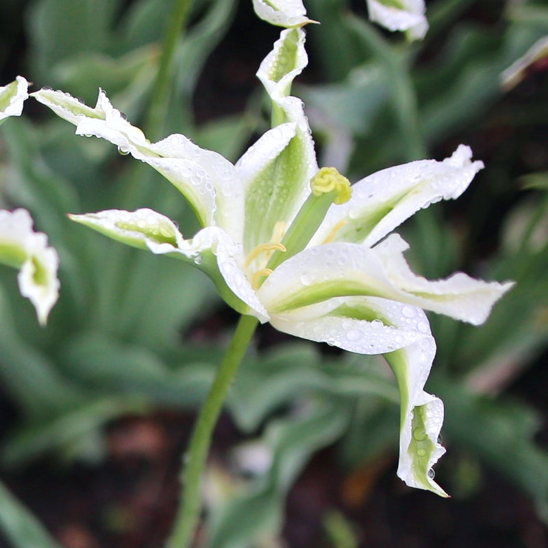 Tulip Green Star