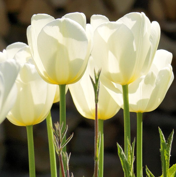 Tulip Francoise