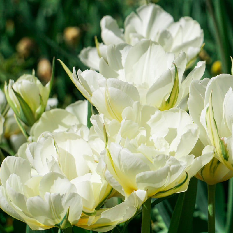 Tulip Mount Tacoma