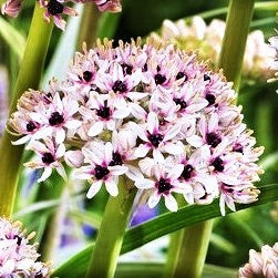 Allium Silver Spring