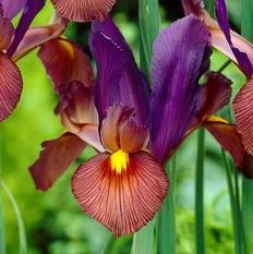 Dutch Iris Eye of the Tiger