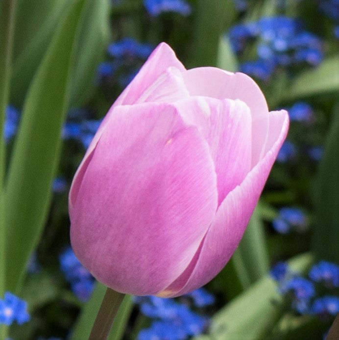 Tulip Dreaming Maid