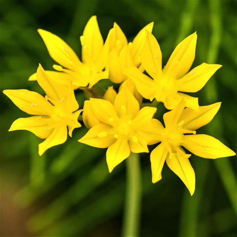 Allium Moly Golden Garlic