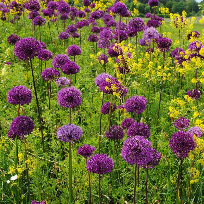 Allium Aflatunense Purple Sensation