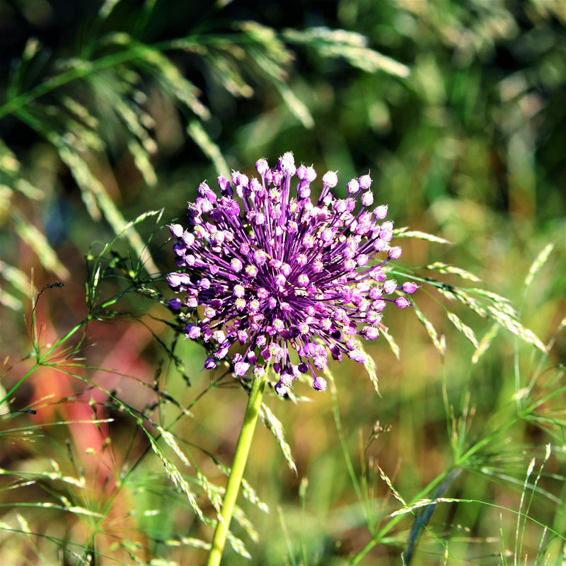 Allium Ampeloprasum