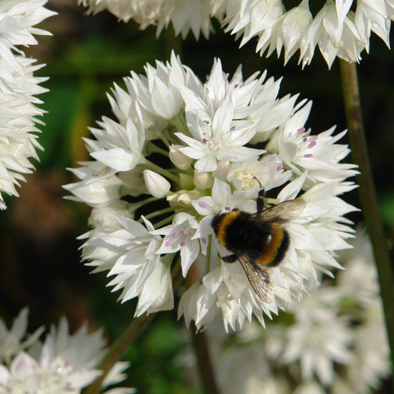 Allium Amplectens Graceful Beauty