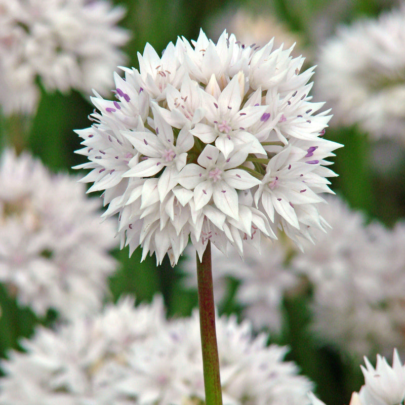 Allium Amplectens Graceful Beauty