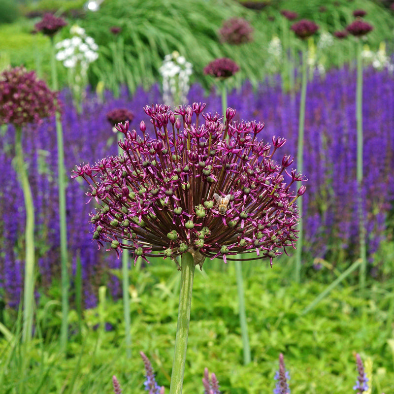 Allium Atropurpureum