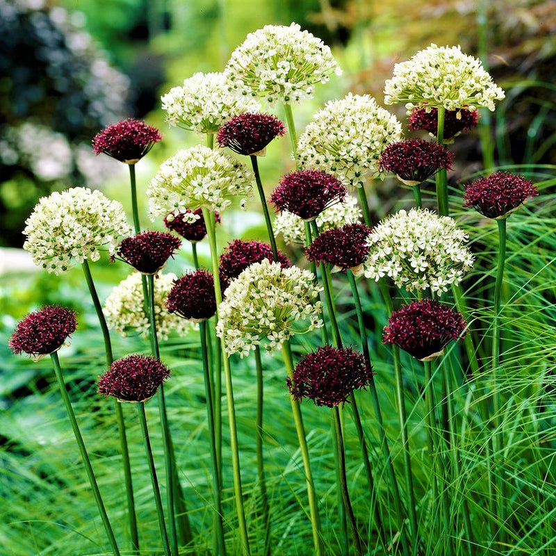 Allium Sonoma Collection