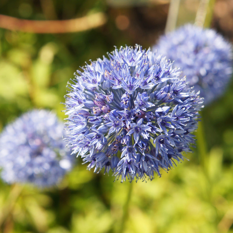 Allium Ocean Magic Mix