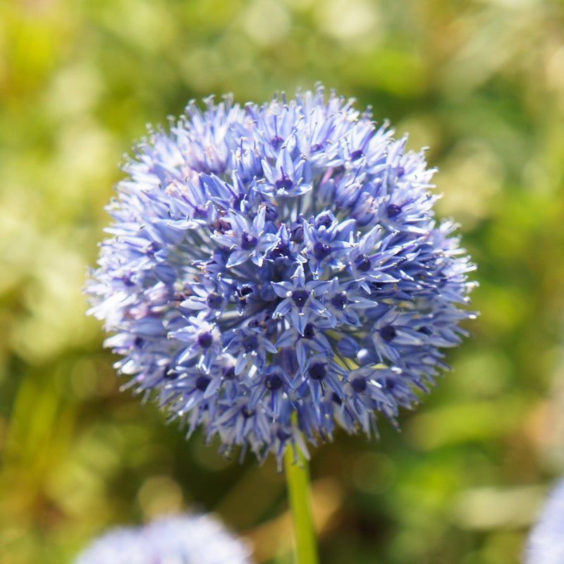 Allium Azureum (Blue of the Heavens)