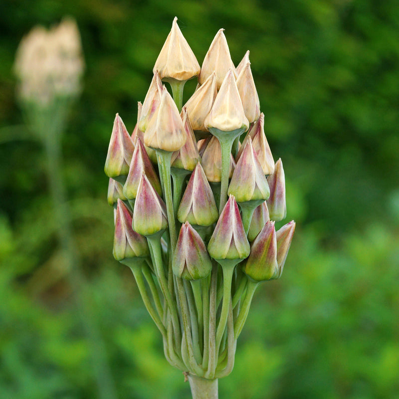 Allium Bulgaricum