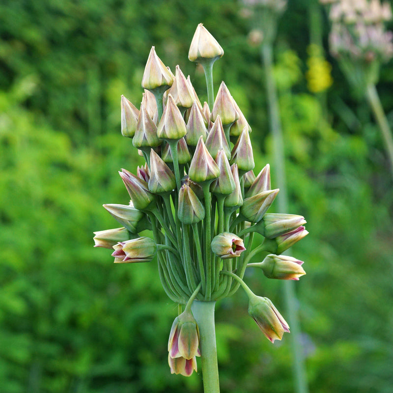 Allium Bulgaricum