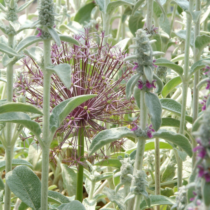 Allium Christophii (Star of Persia)