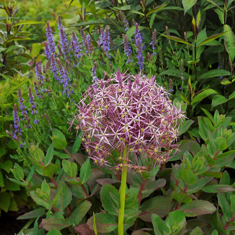 Allium Christophii (Star of Persia)