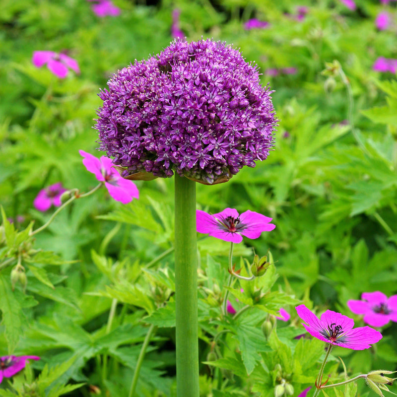 Allium giganteum