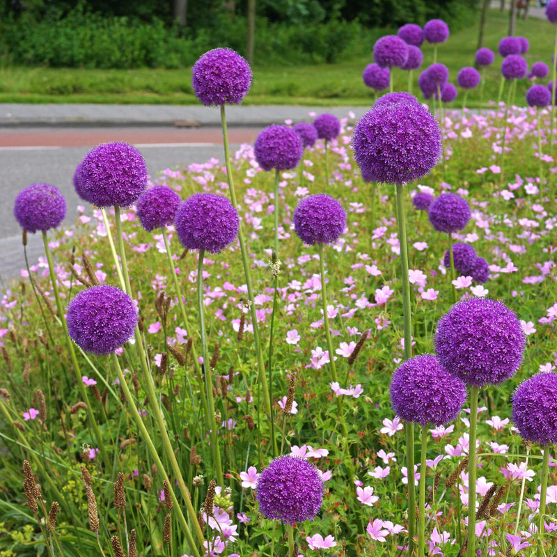 Allium giganteum