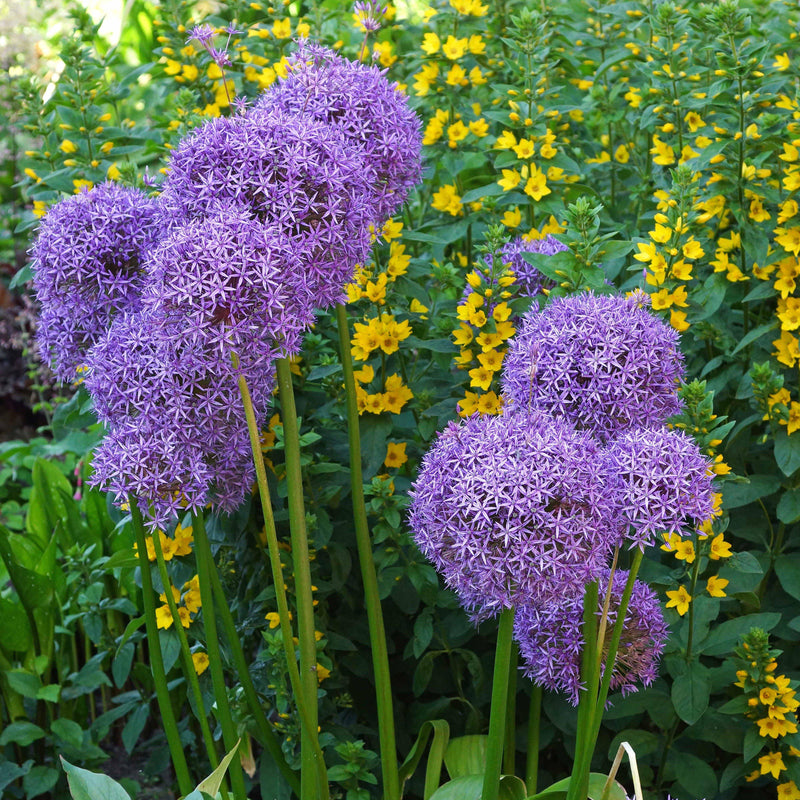 Allium Globemaster